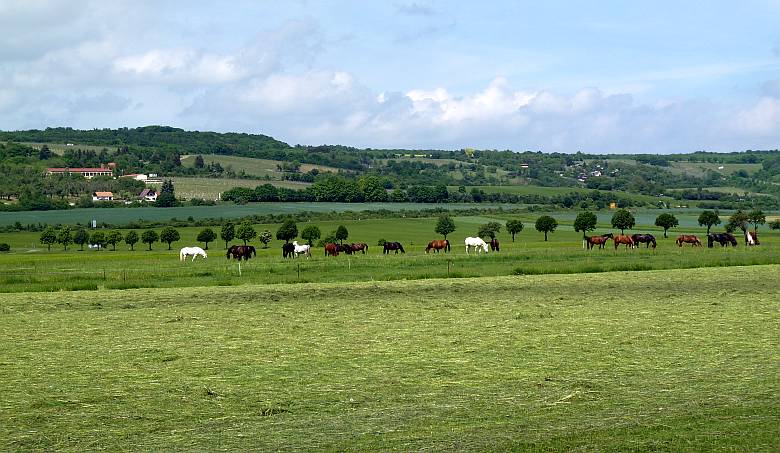 Steigraer Musikanten